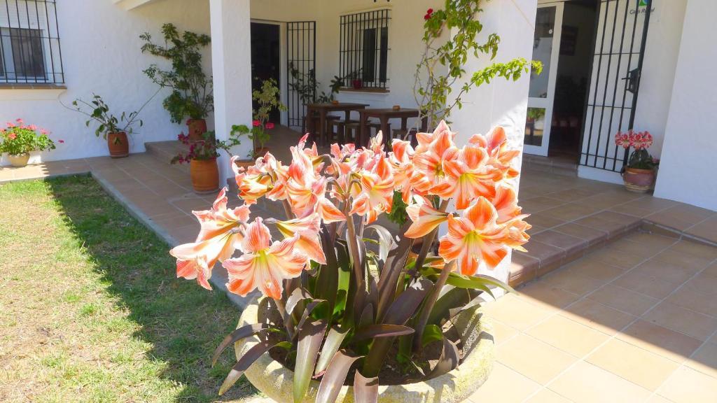 Hotel Casa Fina - Adults Recommended Conil De La Frontera Ngoại thất bức ảnh